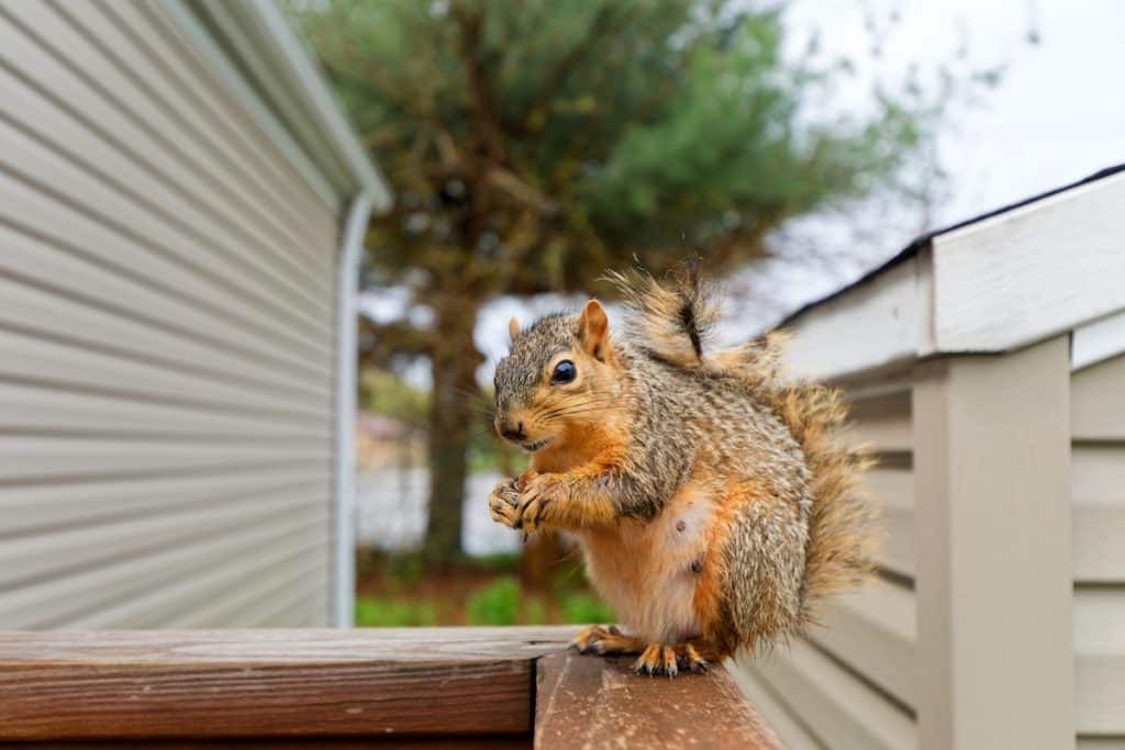 clean vinyl siding squirrel on siding