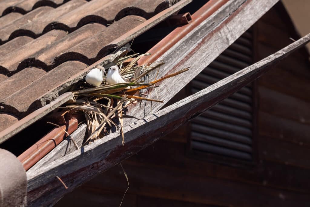 soffit vs facia bird nest on roof