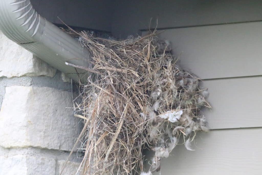 diy siding repair bird nest on gutter house siding